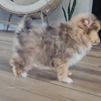 Skylar, a female Pomeranian for sale in New Paris, IN – Photo 4 of 8