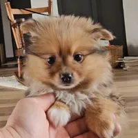Skylar, a female Pomeranian for sale in New Paris, IN – Photo 1 of 8