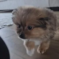 Skylar, a female Pomeranian for sale in New Paris, IN – Photo 6 of 8