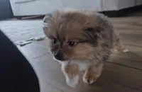 Skylar, a female Pomeranian for sale in New Paris, IN – Photo 6 of 8