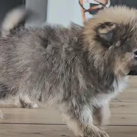 Sofie, a female Pomeranian for sale in New Paris, IN – Photo 4 of 7