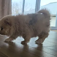 Sofie, a female Pomeranian for sale in New Paris, IN – Photo 6 of 7