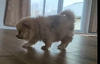 Sofie, a female Pomeranian for sale in New Paris, IN – Photo 4 of 7