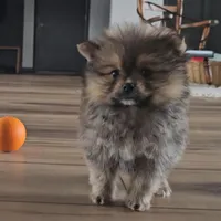 Sofie, a female Pomeranian for sale in New Paris, IN – Photo 7 of 7