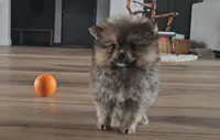 Sofie, a female Pomeranian for sale in New Paris, IN – Photo 5 of 7
