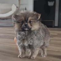 Sofie, a female Pomeranian for sale in New Paris, IN – Photo 5 of 7