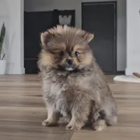 Sofie, a female Pomeranian for sale in New Paris, IN – Photo 1 of 7