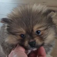 Sofie, a female Pomeranian for sale in New Paris, IN – Photo 3 of 7