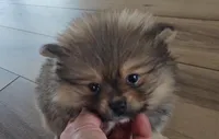 Sofie, a female Pomeranian for sale in New Paris, IN – Photo 2 of 7
