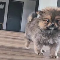 Sofie, a female Pomeranian for sale in New Paris, IN – Photo 2 of 7