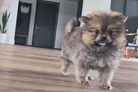 Sofie, a female Pomeranian for sale in New Paris, IN – Photo 1 of 7
