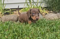 Sammy, a male Miniature Dachshund for sale in New Paris, IN – 3 of 3