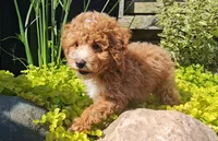 Teddy, a male Poodle - Miniature  for sale in New Paris, IN – 2 of 3