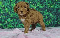 Lori, a female Cavapoo for sale in New Paris, IN – Photo 1 of 3