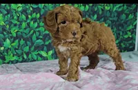 Lori, a female Cavapoo for sale in New Paris, IN – Photo 2 of 3