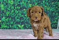 Lori, a female Cavapoo for sale in New Paris, IN – Photo 3 of 3