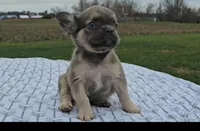 Frankie, a male French Bulldog for sale in New Paris, IN – Photo 2 of 8