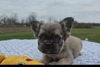 Frankie, a male French Bulldog for sale in New Paris, IN – Photo 3 of 8