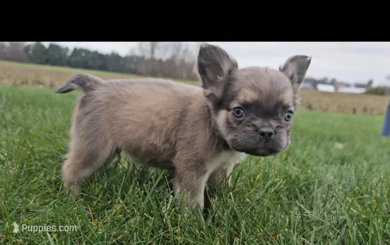 Frankie, a male French Bulldog for sale in New Paris, IN – Photo 1 of 8
