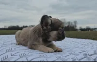Frankie, a male French Bulldog for sale in New Paris, IN – Photo 4 of 8