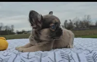 Frankie, a male French Bulldog for sale in New Paris, IN – Photo 7 of 8