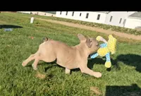 Nash, a male French Bulldog for sale in New Paris, IN – Photo 5 of 10