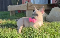 Nash, a male French Bulldog for sale in New Paris, IN – Photo 7 of 10