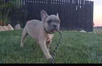 Nash, a male French Bulldog for sale in New Paris, IN – Photo 10 of 10