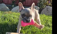 Nash, a male French Bulldog for sale in New Paris, IN – Photo 2 of 10