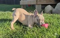 Nash, a male French Bulldog for sale in New Paris, IN – Photo 3 of 10
