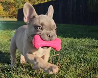 Nash, a male French Bulldog for sale in New Paris, IN – Photo 8 of 10