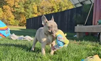 Nash, a male French Bulldog for sale in New Paris, IN – Photo 1 of 10