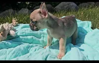 Nash, a male French Bulldog for sale in New Paris, IN – Photo 4 of 10