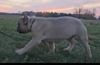 Nash, a male French Bulldog for sale in New Paris, IN – Photo 9 of 10