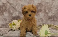 Ella, a female Cavapoo for sale in New Paris, IN – Photo 2 of 7