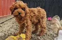 Ella, a female Cavapoo for sale in New Paris, IN – Photo 6 of 7