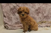 Ella, a female Cavapoo for sale in New Paris, IN – Photo 3 of 7
