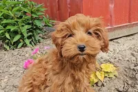 Ella, a female Cavapoo for sale in New Paris, IN – Photo 1 of 7