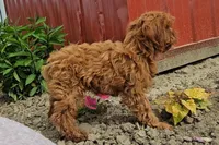Ella, a female Cavapoo for sale in New Paris, IN – Photo 5 of 7