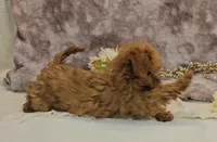 Ella, a female Cavapoo for sale in New Paris, IN – Photo 4 of 7