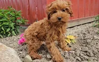 Ella, a female Cavapoo for sale in New Paris, IN – Photo 7 of 7
