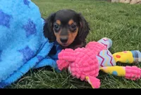 Lori, a female Miniature Dachshund for sale in New Paris, IN – Photo 9 of 10
