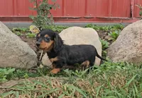 Lori, a female Miniature Dachshund for sale in New Paris, IN – Photo 8 of 10