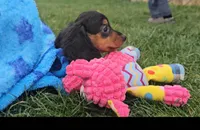 Lori, a female Miniature Dachshund for sale in New Paris, IN – Photo 7 of 10