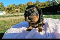 Lori, a female Miniature Dachshund for sale in New Paris, IN – Photo 2 of 10