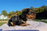 Lori, a female Miniature Dachshund for sale in New Paris, IN – Photo 4 of 10