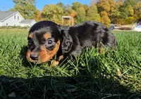Lori, a female Miniature Dachshund for sale in New Paris, IN – Photo 5 of 10