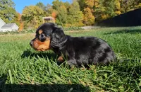 Lori, a female Miniature Dachshund for sale in New Paris, IN – Photo 3 of 10