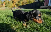 Lori, a female Miniature Dachshund for sale in New Paris, IN – Photo 6 of 10