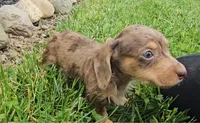 Shortstack, a male Miniature Dachshund for sale in New Paris, IN – 4 of 4